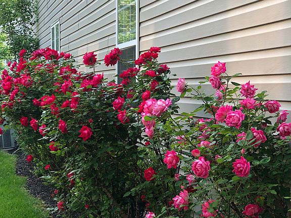 Rose bush garden 