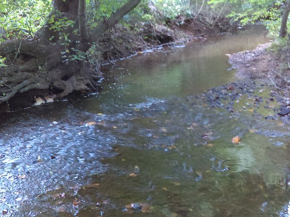 Back Yard  Creek