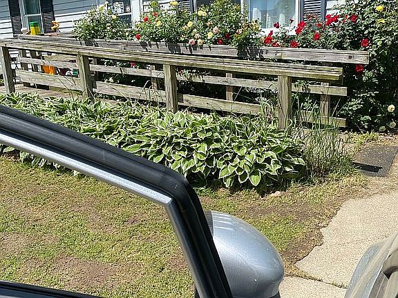 Beautiful roses out front 