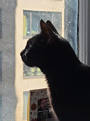 Rented by Bond New York | media 8