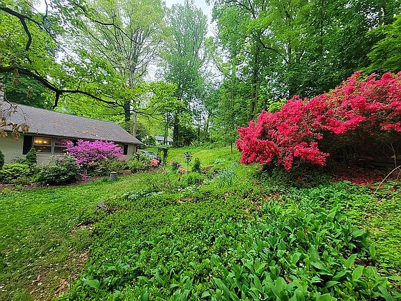 azaleas in spring