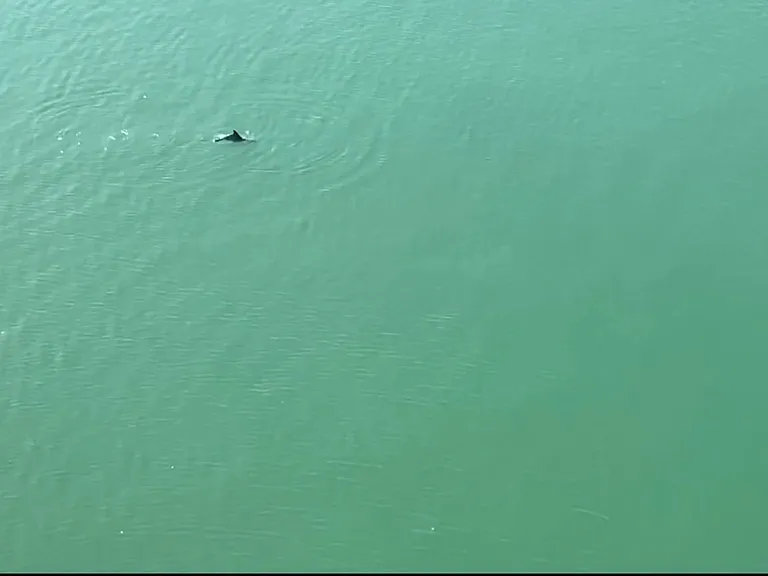 Dolphin