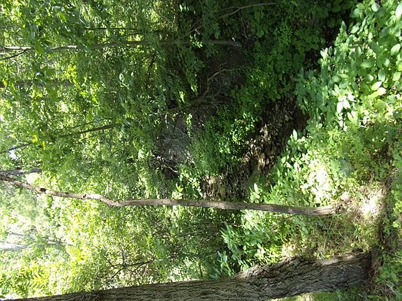 4th image of 1770 Bronson Hill Rd