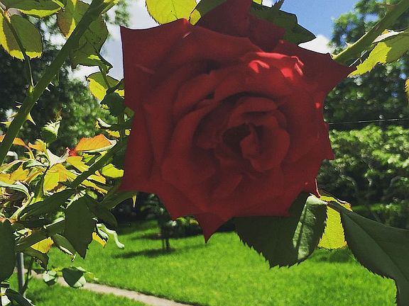 I promise you roses! 