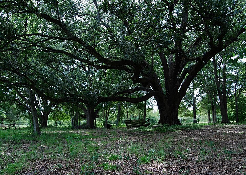Fenced in BBQ area with large oak trees, picnic tables, and tree swing