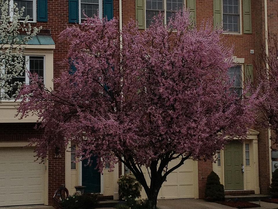 Lovely, well maintained town home in established neighborhoo