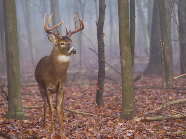 1308 Seminole Rd, Forest Hill, WV 24935