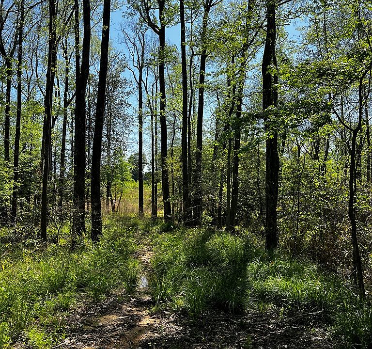2nd image of 455 County Road 2213