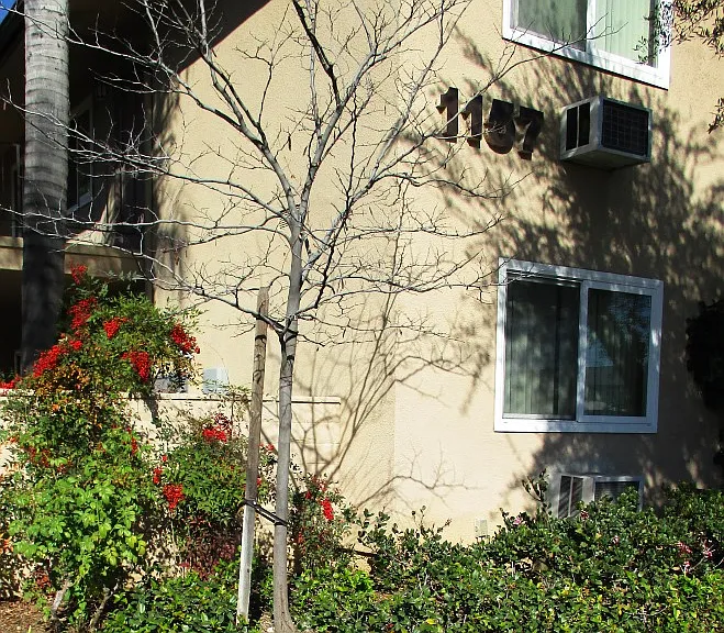 1181 E Hollyvale St — Photo 6