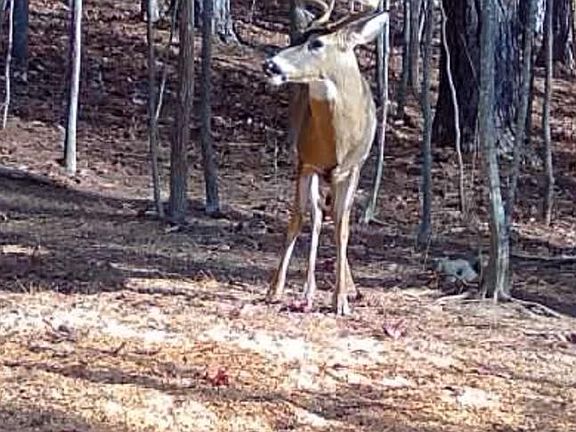 5th image of 635 Tobacco Ridge Rd