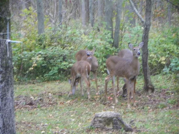 5 Idlemore Rd, Pt Austin, MI 48467