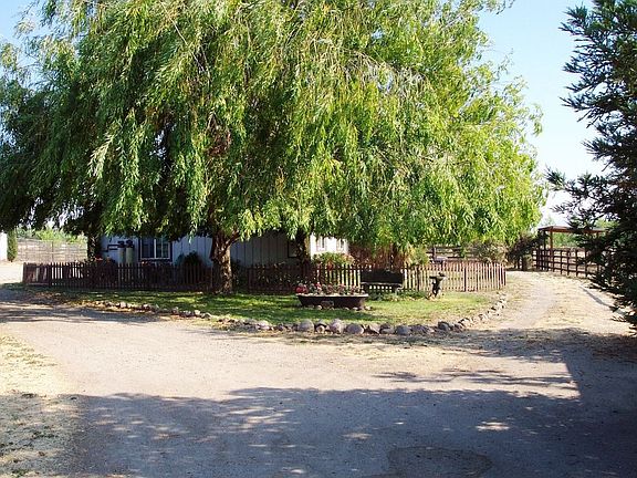 Willow Tree, Wonderful Shade!