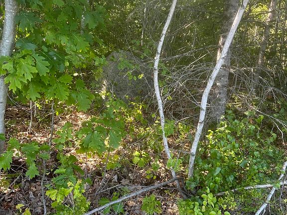 5th image of Lot 2 W Side Unionville Road