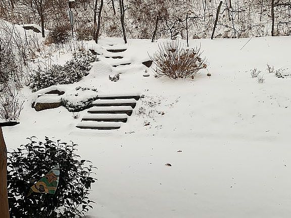 Front garden in winter