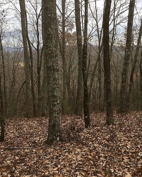 2nd image of 43 Nantahala Vw