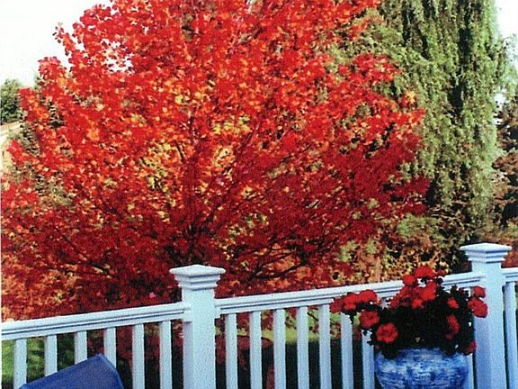 fall foliage from deck