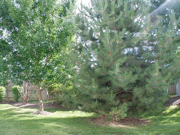 Back Yard 1