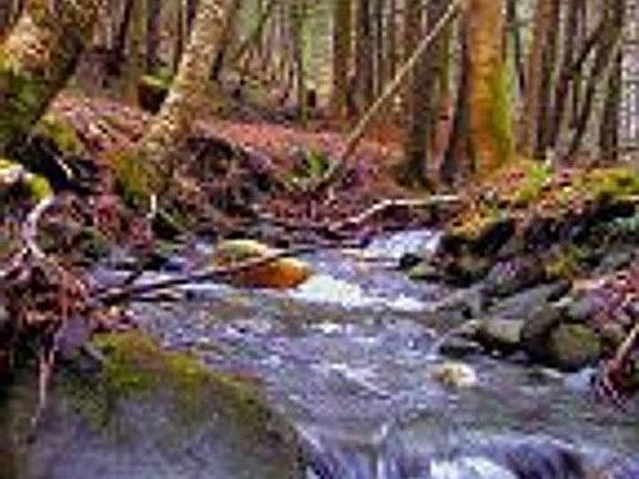Year Round Brook on Property