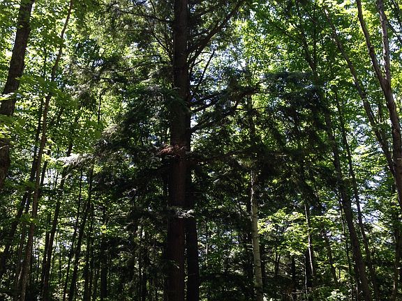 Immense white pine