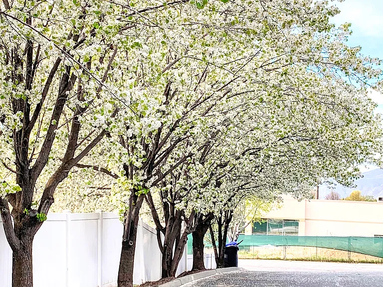 Spring time views