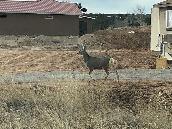 Local Wildlife
