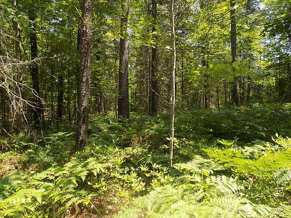 4th image of Old Pine Trl