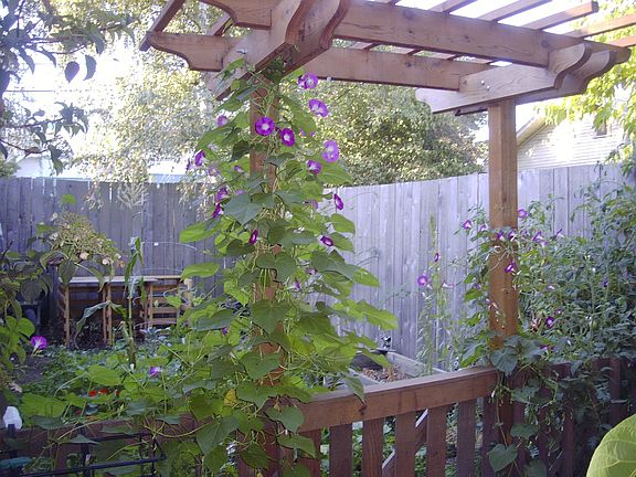 garden trellis