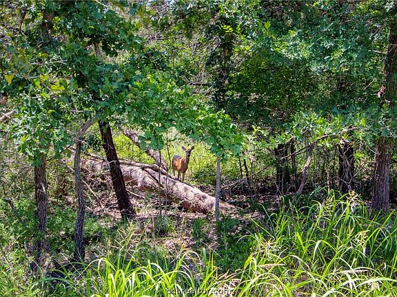 2nd image of Choctaw Crst