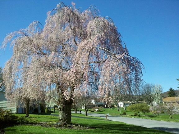Weeping Cherry in Front Yard
