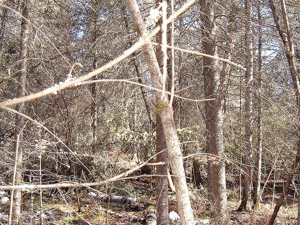 2nd image of S And W Of Everett Bay Rd #6