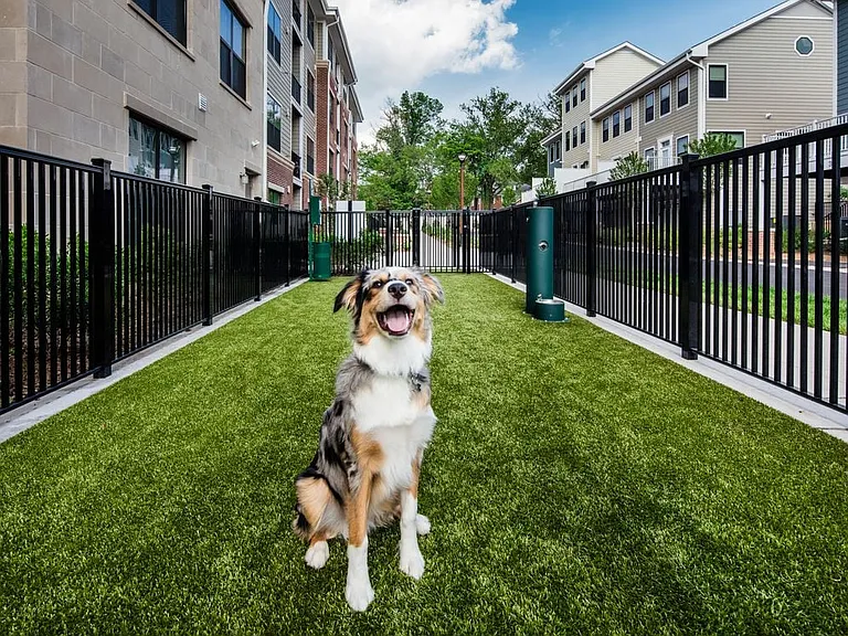 WAG Dog Run