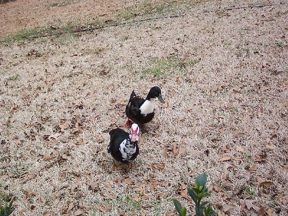 Ducks that come with pond