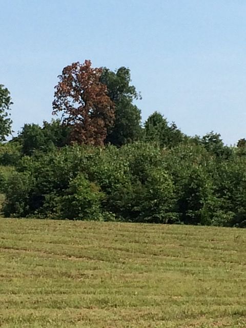 2nd image of Cedar Creek Lane