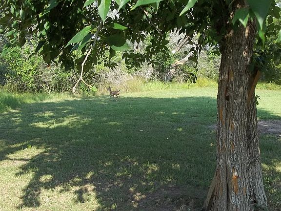 Can you find the fawn