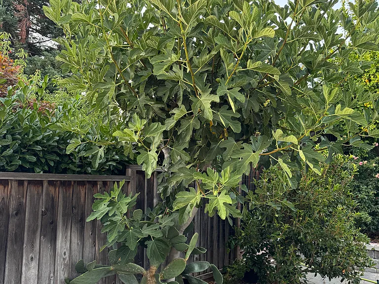 fig tree