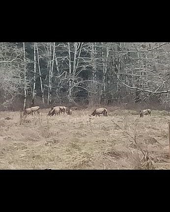 View of elk front door