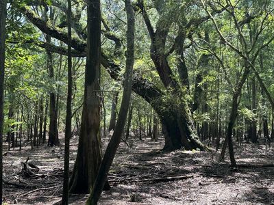 NW 117th Pl, Branford, FL, 32008