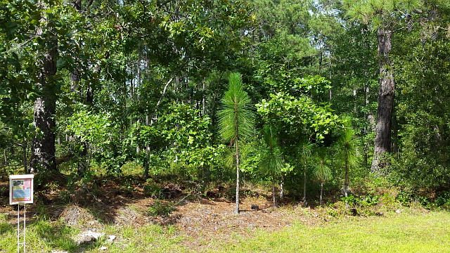 1st image of Lot 183 Royal Tern Drive