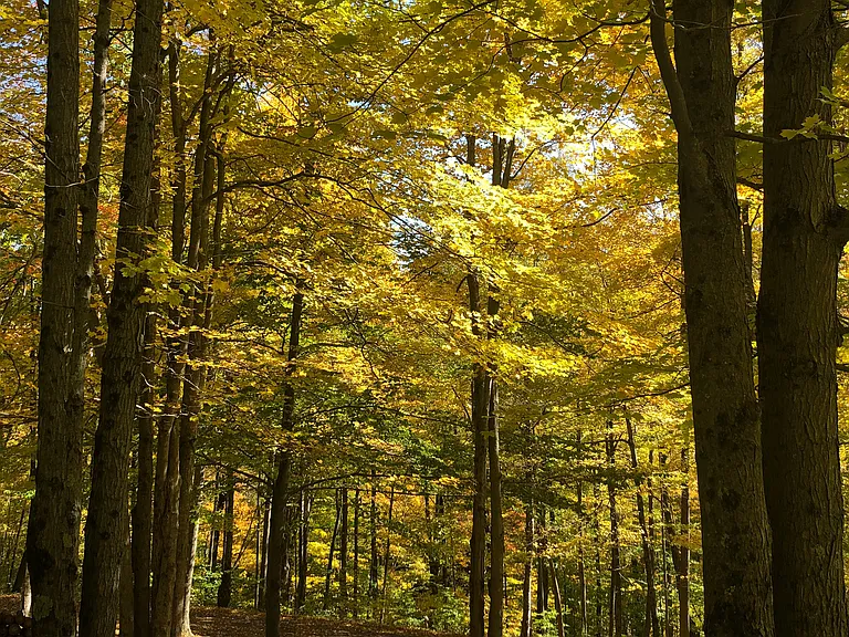 Harvey Mountain Rd — Photo 43