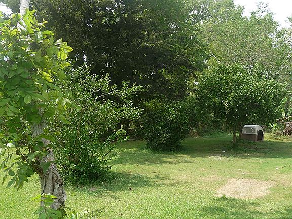 Pecan, orange, lemon, and Fig Trees