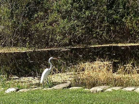 Abundant wildlife