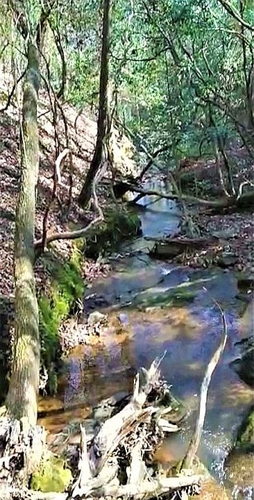 West boundary of property