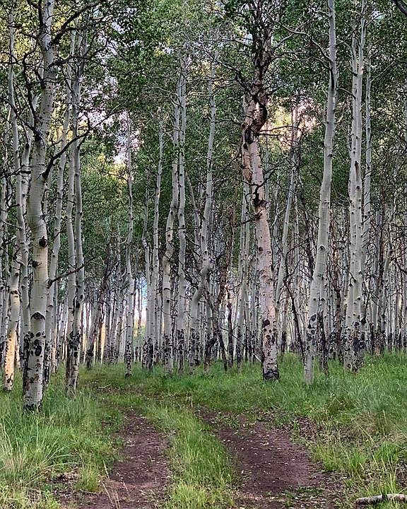 1st image of 807 & 911 Mosquito Trail