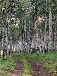 807 & 911 Mosquito Trail, Powderhorn, CO, 81243
