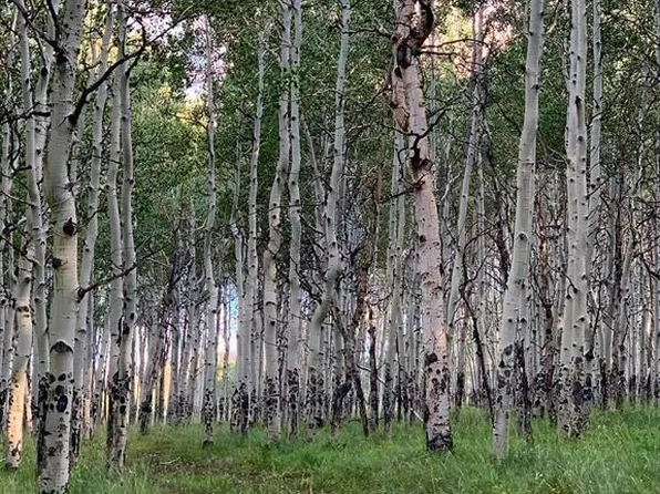 807 & 911 Mosquito Trail, Powderhorn, CO 81243