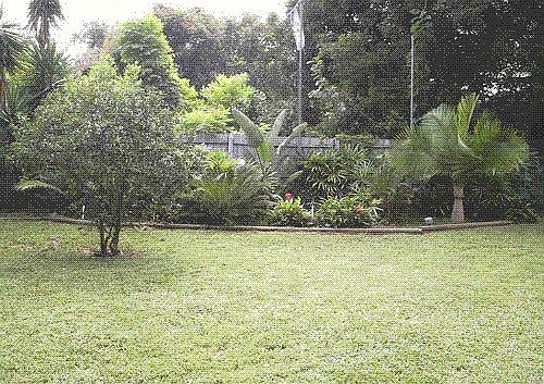 back yard 2006