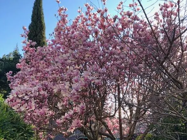 (undisclosed Address), Berkeley, CA 94707