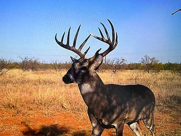 Fm 1168, Paducah, TX 79248