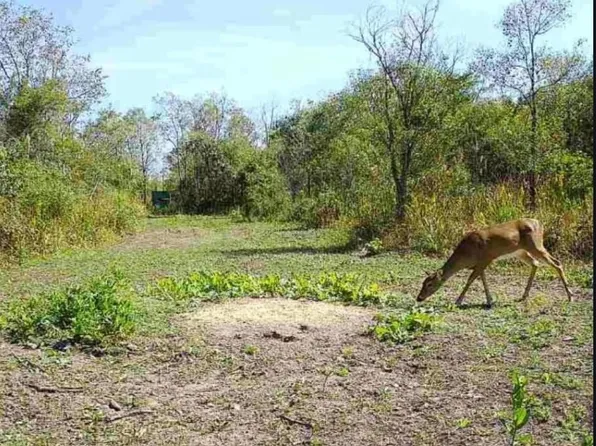 Pumpkin Center Rd, Hayes, LA 70646