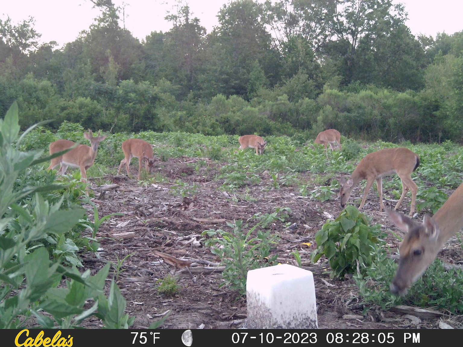 7669 Walters Chapel Rd, Carlisle, AR 72024 MLS A50198 Zillow